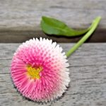 「天理教」という宗教と精神修練