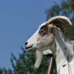 うつ病になる前に【クラッシャー上司】から逃げよう