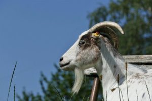 うつ病になる前に【クラッシャー上司】から逃げよう